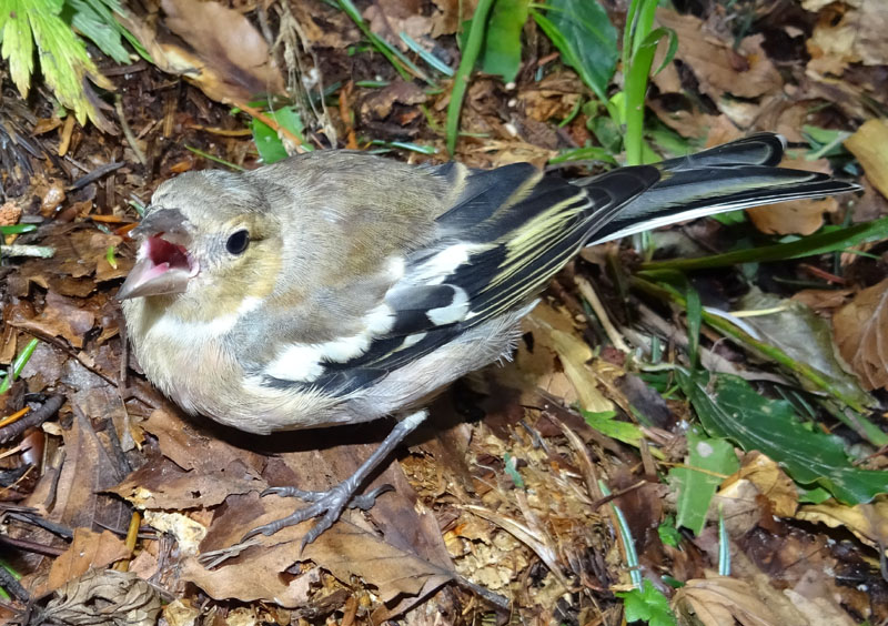 giovane.....Fringilla coelebs